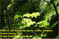 43992 21 045 Botanischer Garten, Roatan, Honduras, Central-Amerika 2022.JPG